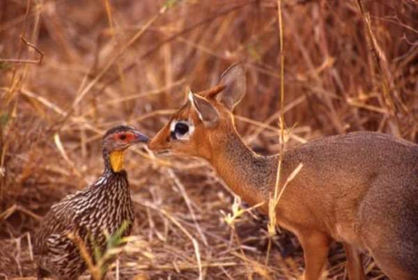 Shangrala's Cute Little Antelope