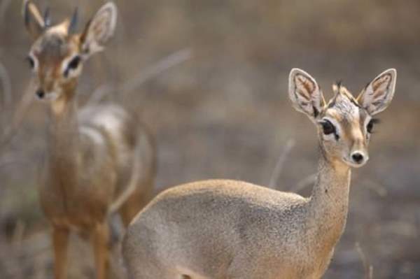 Shangrala's Cute Little Antelope