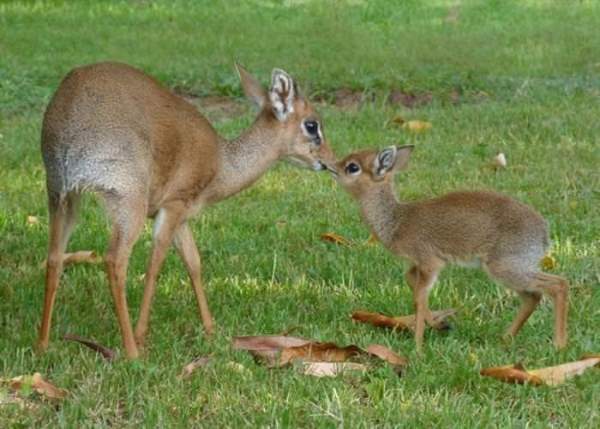 Shangrala's Cute Little Antelope