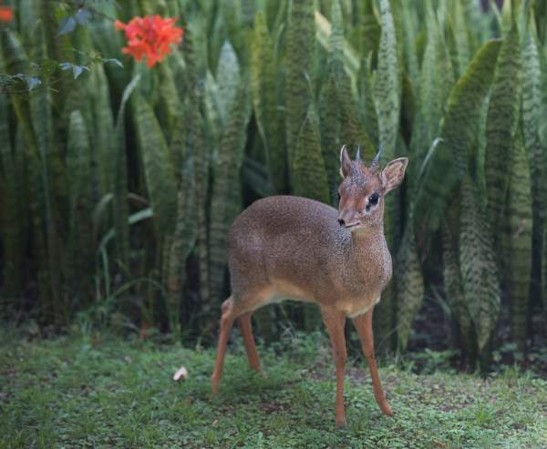 Shangrala's Cute Little Antelope