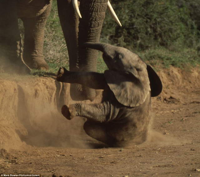 Shangrala's Baby Elephant Fall