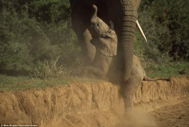 Shangrala's Baby Elephant Fall