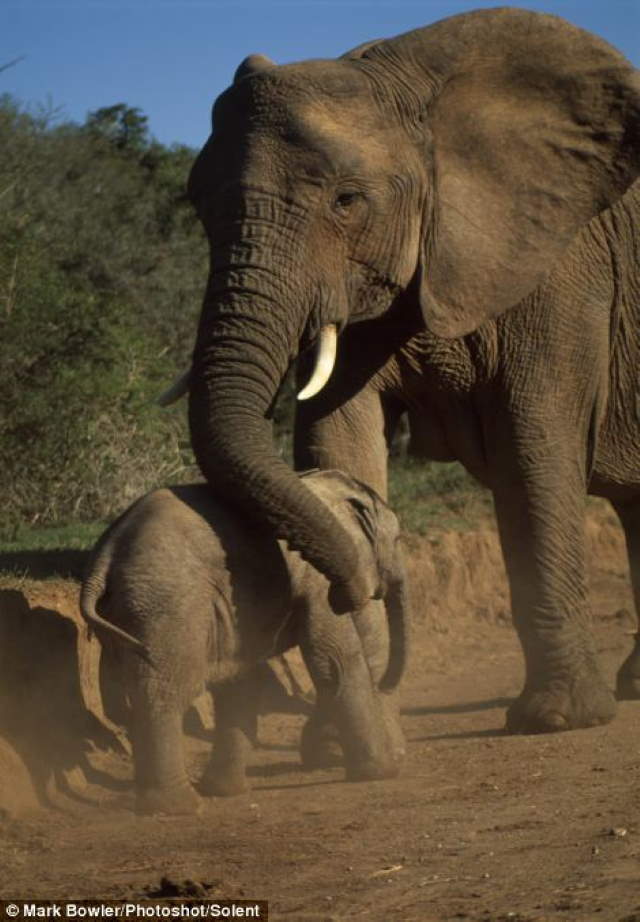 Shangrala's Baby Elephant Fall