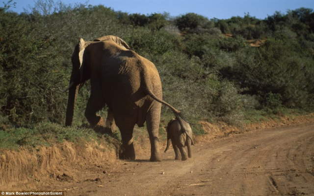 Shangrala's Baby Elephant Fall