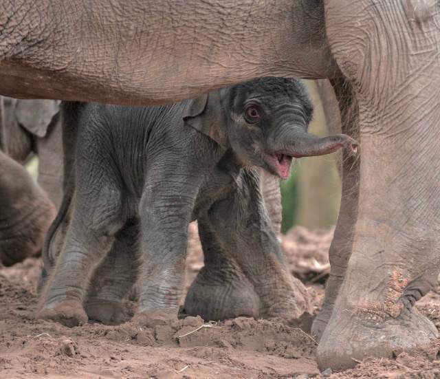 Shangrala's Adorable Baby Elephant