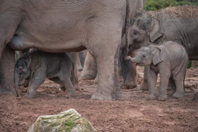 Shangrala's Adorable Baby Elephant