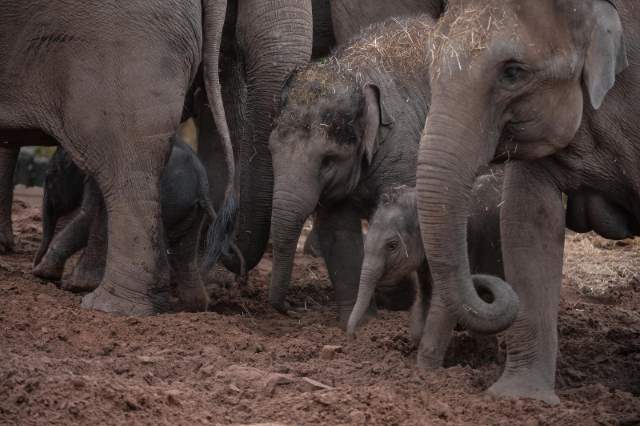 Shangrala's Adorable Baby Elephant