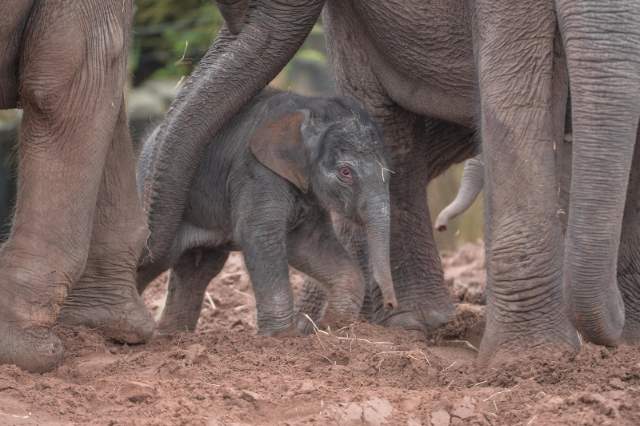 Shangrala's Adorable Baby Elephant