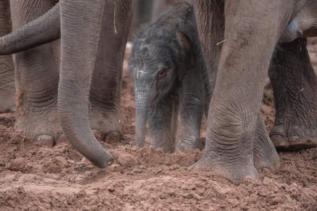 Shangrala's Adorable Baby Elephant