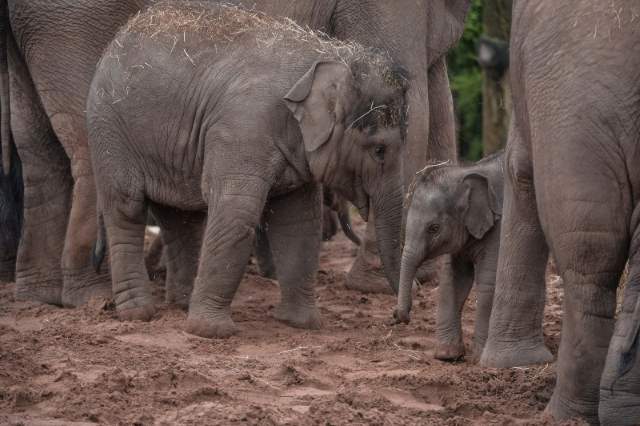 Shangrala's Adorable Baby Elephant