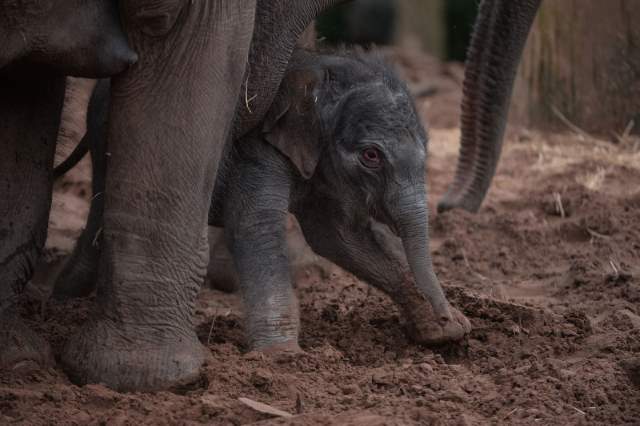 Shangrala's Adorable Baby Elephant