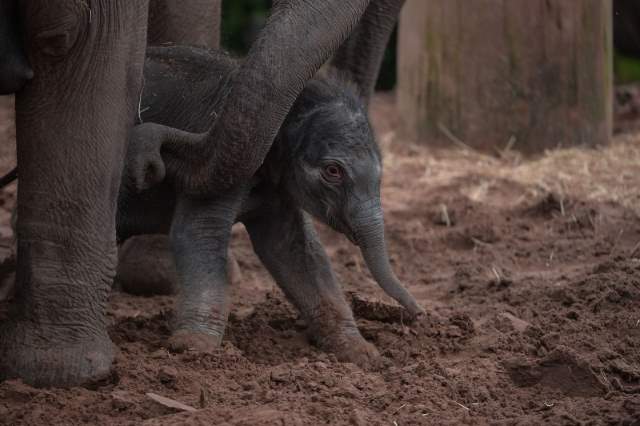 Shangrala's Adorable Baby Elephant