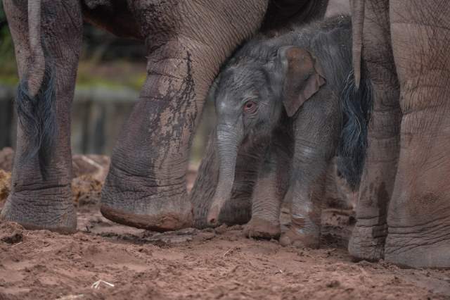 Shangrala's Adorable Baby Elephant