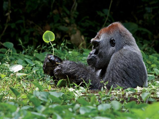 Shangrala's Best Of National Geographic 4