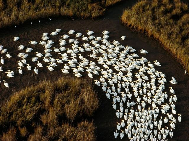 Shangrala's Best Of National Geographic 4