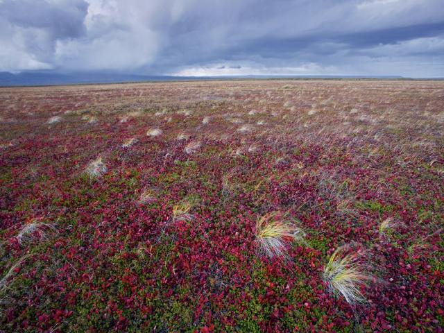 Shangrala's Best Of National Geographic 4