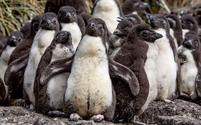 Shangrala's Falkland Islands Babies