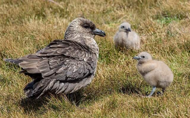 Shangrala's Falkland Islands Babies