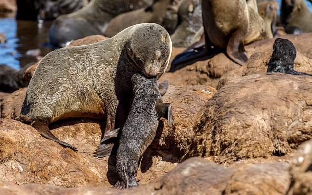 Shangrala's Falkland Islands Babies