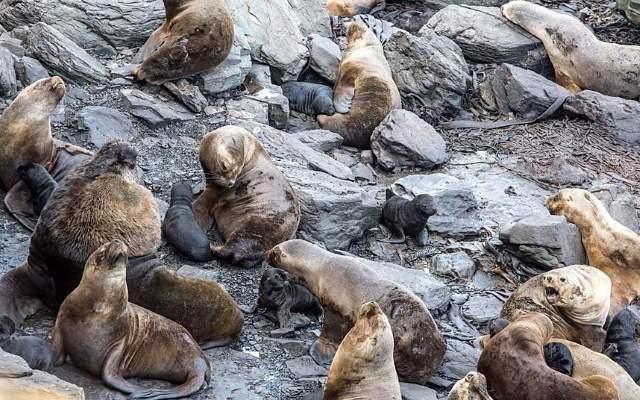 Shangrala's Falkland Islands Babies