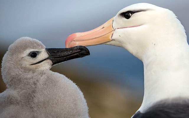 Shangrala's Falkland Islands Babies