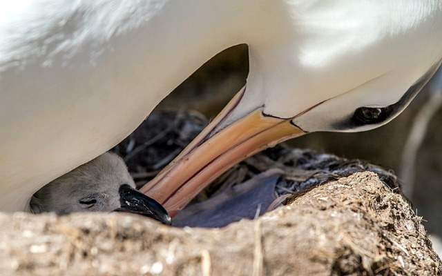 Shangrala's Falkland Islands Babies