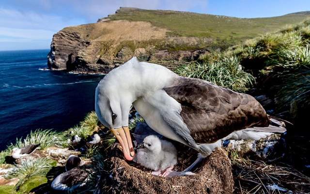 Shangrala's Falkland Islands Babies