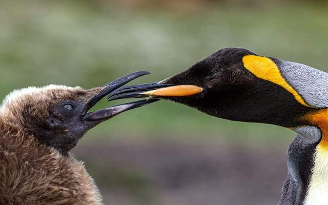 Shangrala's Falkland Islands Babies