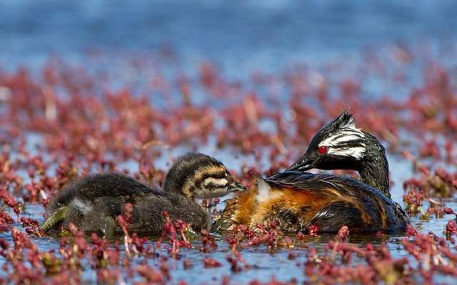 Shangrala's Falkland Islands Babies