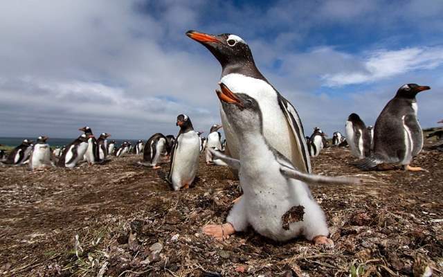 Shangrala's Falkland Islands Babies