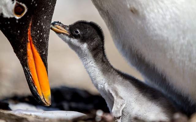 Shangrala's Falkland Islands Babies