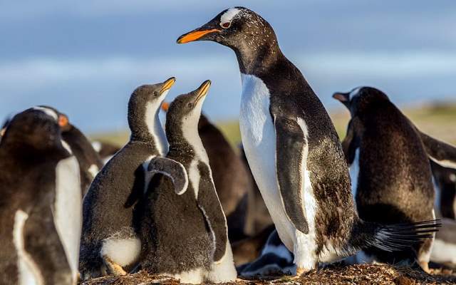 Shangrala's Falkland Islands Babies