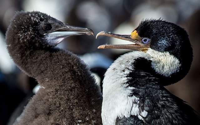 Shangrala's Falkland Islands Babies