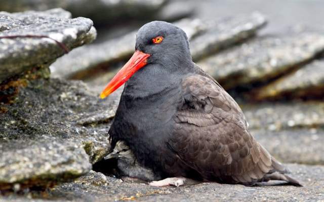 Shangrala's Falkland Islands Babies