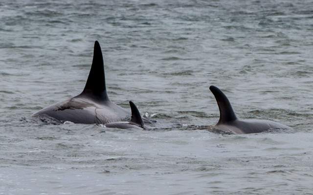 Shangrala's Falkland Islands Babies