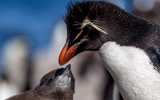 Shangrala's Falkland Islands Babies