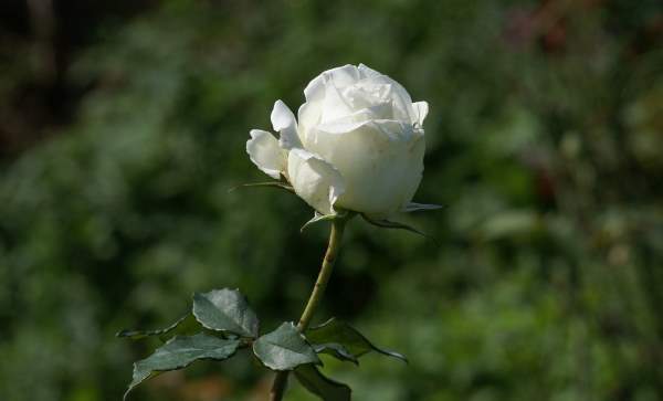 Shangrala's Beautiful Roses