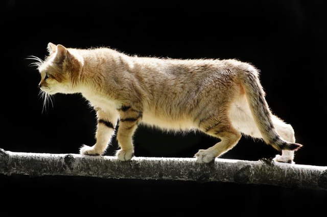 Shangrala's Rare Arabian Sand Cat