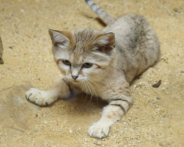 Shangrala's Rare Arabian Sand Cat