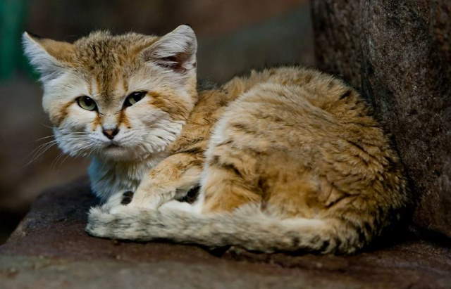 Shangrala's Rare Arabian Sand Cat