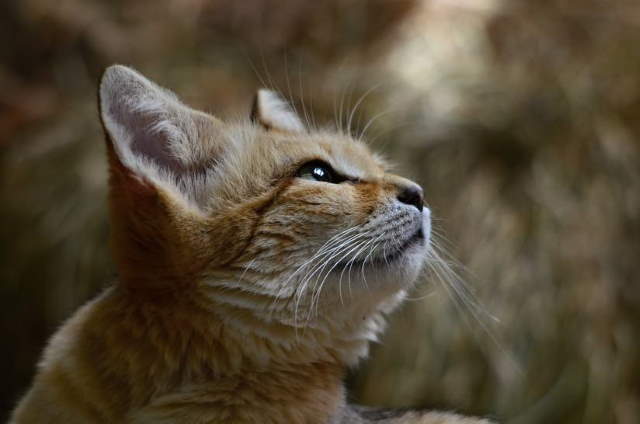 Shangrala's Rare Arabian Sand Cat