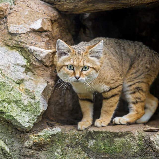 Shangrala's Rare Arabian Sand Cat