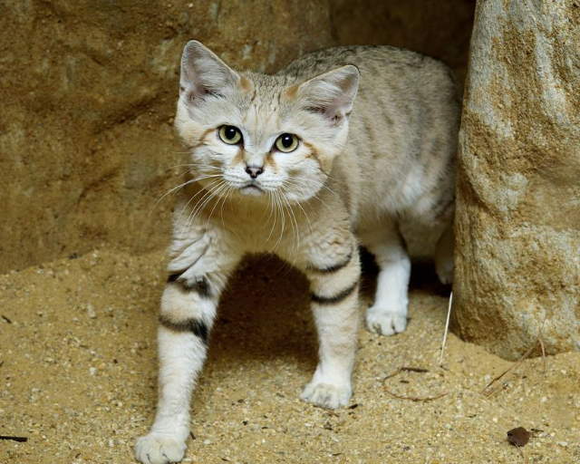 Shangrala's Rare Arabian Sand Cat