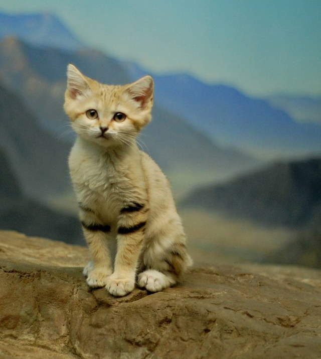 Shangrala's Rare Arabian Sand Cat