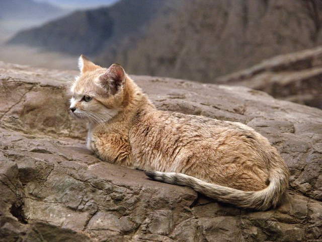 Shangrala's Rare Arabian Sand Cat