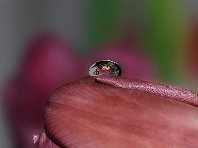 Shangrala's Nature's Teardrops