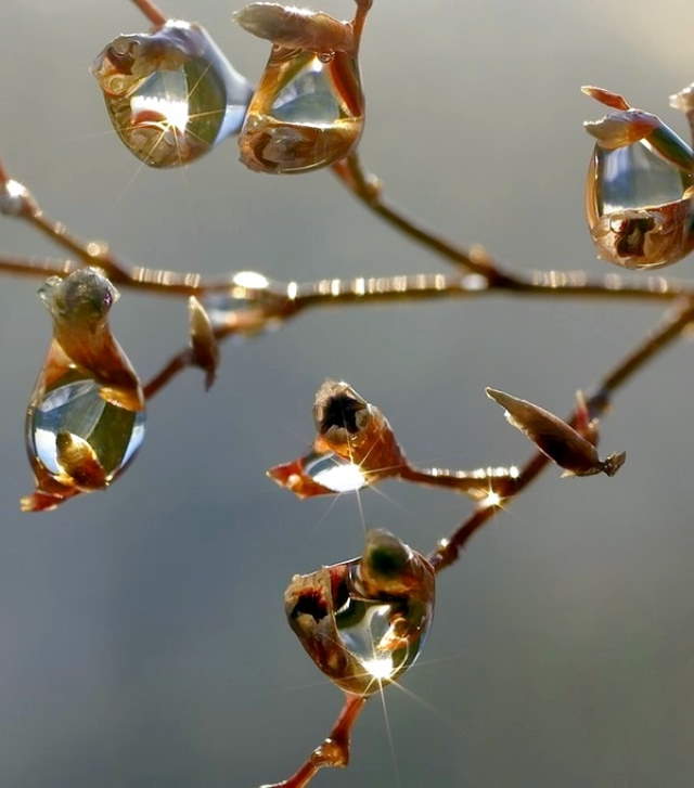 Shangrala's Nature's Teardrops