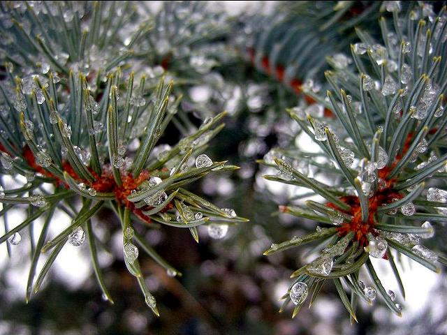 Shangrala's Nature's Teardrops