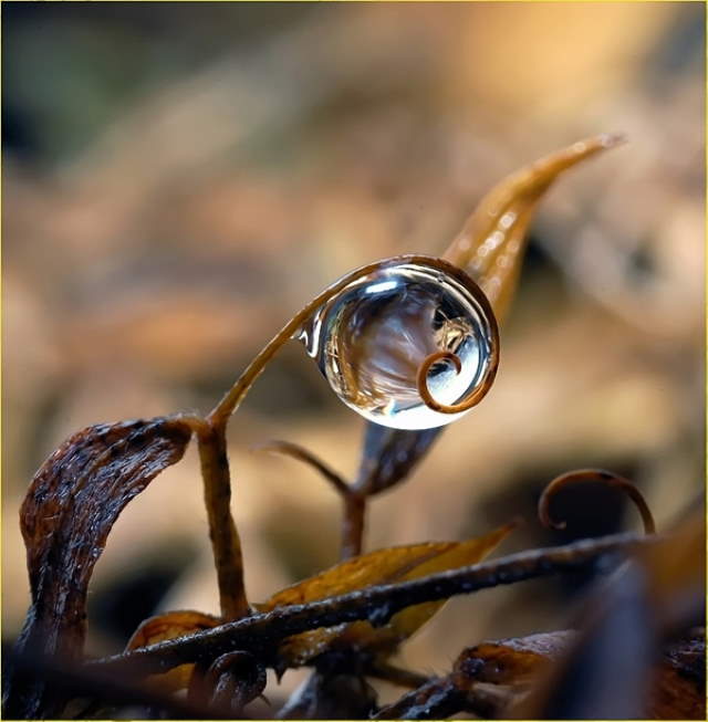 Shangrala's Nature's Teardrops