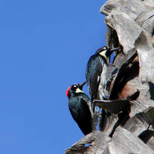 Shangrala's Name These Animal Groups